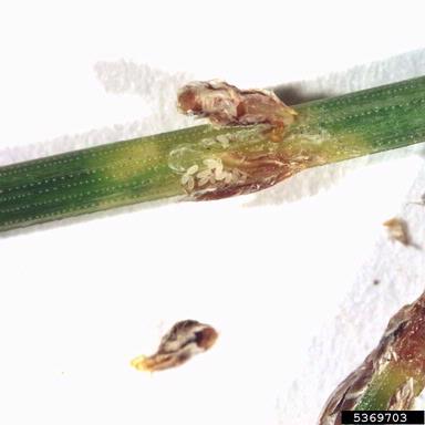 pine oystershell scale (Lepidosaphes pini ) on Japanese black pine (Pinus thunbergii ) - 5369703