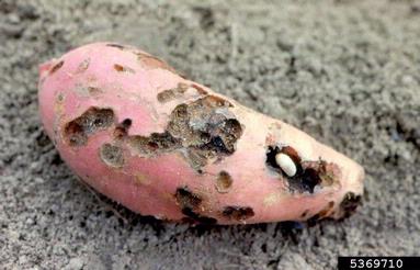 whitefringed beetle (Naupactus peregrinus ) on sweetpotato (Ipomoea batatas ) - 5369710