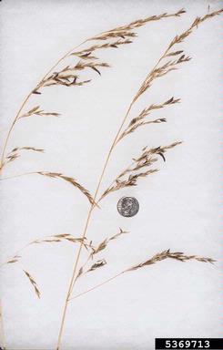 ergot (Claviceps purpurea ) on tall fescue (Festuca arundinacea ) - 5369713