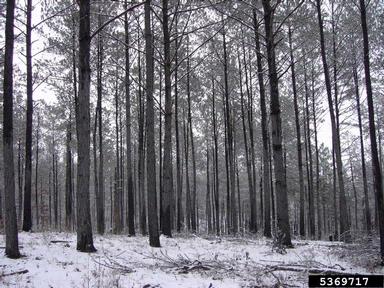 loblolly pine, Pinus taeda  (Pinales: Pinaceae) - 5369717