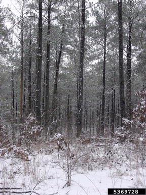 loblolly pine, Pinus taeda  (Pinales: Pinaceae) - 5369728