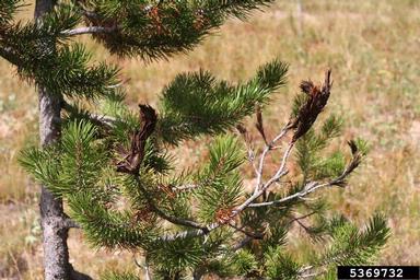 brown felt blight of pines (Neopeckia coulteri ) on lodgepole pine (Pinus contorta ) - 5369732
