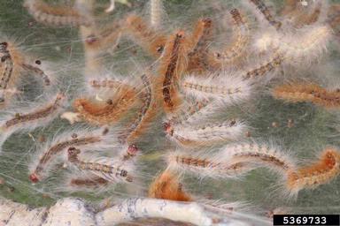fall webworm (Hyphantria cunea ) on plains cottonwood (Populus deltoides ssp. monilifera) - 5369733