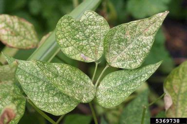 twospotted spider mite (Tetranychus urticae ) on common bean (Phaseolus vulgaris ) - 5369738