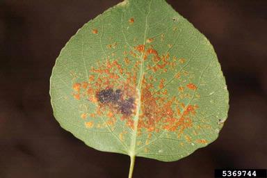 poplar rust (Melampsora medusae ) on aspen/poplar (Populus spp. ) - 5369744