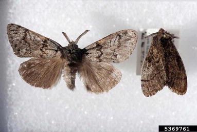 pine tussock moth, Dasychira grisefacta  (Lepidoptera: Lymantriidae) - 5369761