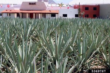 century plant, Agave angustifolia  (Liliales: Agavaceae) - 5369767