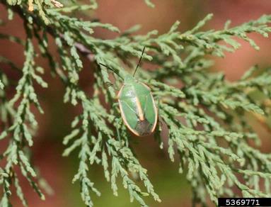 stink bug, Chlorochroa faceta  (Hemiptera: Pentatomidae) - 5369771