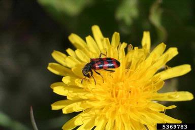 ornate checkered beetle, Trichodes ornatus  (Coleoptera: Cleridae) - 5369783