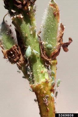 lupine aphid (Macrosiphum albifrons ) on lupine (Lupinus spp. ) - 5369808