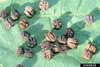 elm sphinx, Ceratomia amyntor  (Lepidoptera: Sphingidae) - 5369818