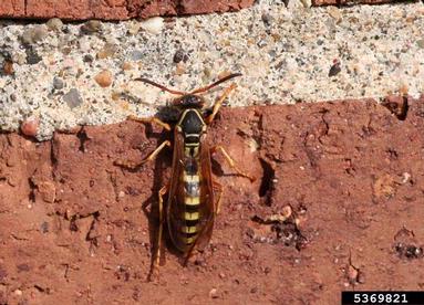 golden paper wasp, Polistes aurifer  (Hymenoptera: Vespidae) - 5369821