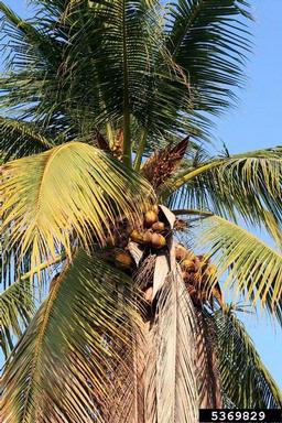 coconut palm, Cocos nucifera  (Arecales: Arecaceae) - 5369829