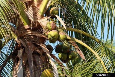 coconut palm, Cocos nucifera  (Arecales: Arecaceae) - 5369830