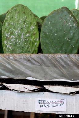 cochineal insect (Dactylopius coccus ) on tuna cactus (Opuntia ficus-indica ) - 5369849