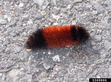 banded woollybear, Pyrrharctia isabella  (Lepidoptera: Arctiidae) - 5369866