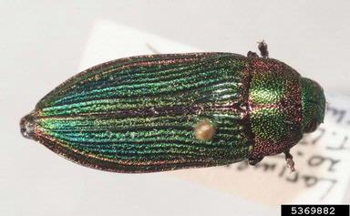 metalic wood-boring beetles, Buprestis (Cypriacis) spp.  (Coleoptera: Buprestidae) - 5369882