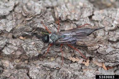 blue horntail woodwasp (Sirex cyaneus ) on tall lodgepole pine (Pinus contorta var. latifolia) - 5369883