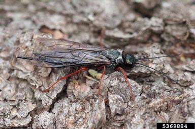 blue horntail woodwasp (Sirex cyaneus ) on tall lodgepole pine (Pinus contorta var. latifolia) - 5369884