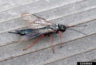 blue horntail woodwasp (Sirex cyaneus ) on tall lodgepole pine (Pinus contorta var. latifolia) - 5369885