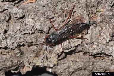 blue horntail woodwasp (Sirex cyaneus ) on tall lodgepole pine (Pinus contorta var. latifolia) - 5369886