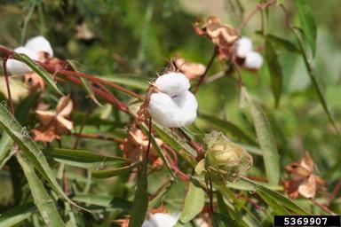 cotton, Gossypium hirsutum  (Malvales: Malvaceae) - 5369907