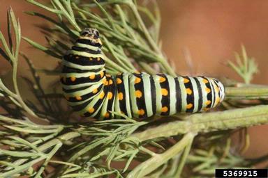 black swallowtail (Papilio polyxenes ) on dill (Anethum graveolens ) - 5369915