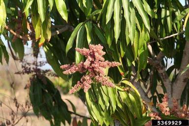 mango, Mangifera indica  (Sapindales: Anacardiaceae) - 5369929