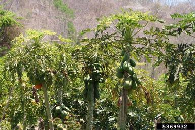 papaya, Carica papaya  (Violales: Caricaceae) - 5369932