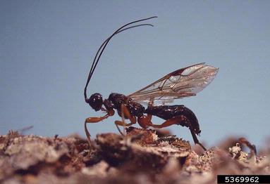 Braconid wasp (Wroughtonia occidentalis ) on brown spruce longhorn beetle (Tetropium fuscum ) - 5369962
