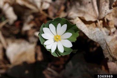 bloodroot, Sanguinaria canadensis  (Papaverales: Papaveraceae) - 5369969