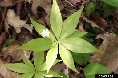 star-flower, Trientalis borealis  (Primulales: Primulaceae) - 5369997