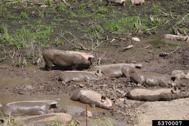 pig (domestic), Sus scrofa (domestic type) (Artiodactyla: Suidae) - 5370007
