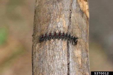 gypsy moth, Lymantria dispar  (Lepidoptera: Lymantriidae) - 5370012