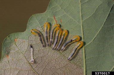 sawflies (Caliroa spp. ) on bur oak (Quercus macrocarpa ) - 5370017
