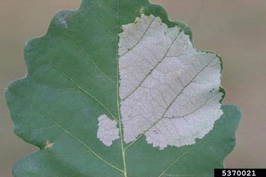 sawflies (Caliroa spp. ) on bur oak (Quercus macrocarpa ) - 5370021