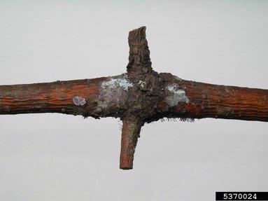 Caliciopsis canker (Caliciopsis pinea ) on eastern white pine (Pinus strobus ) - 5370024