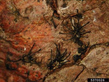 Caliciopsis canker (Caliciopsis pinea ) on eastern white pine (Pinus strobus ) - 5370026