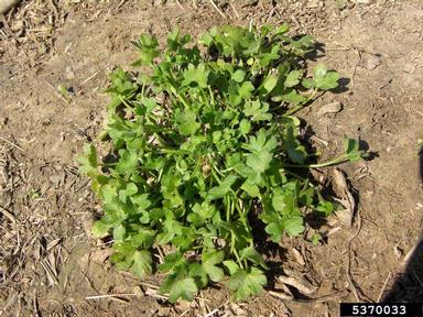 hoary bowlesia, Bowlesia incana  (Apiales: Apiaceae) - 5370033