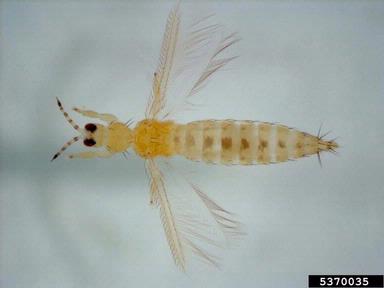 western flower thrips, Frankliniella occidentalis  (Thysanoptera: Thripidae) - 5370035
