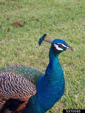 Indian peafowl, Pavo cristatus  (Galliformes: Phasianidae) - 5370065