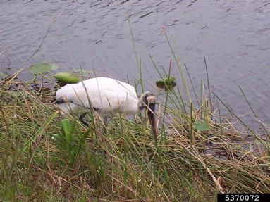 wood stork, Mycteria americana  (Ciconiiformes: Ciconiidae) - 5370072