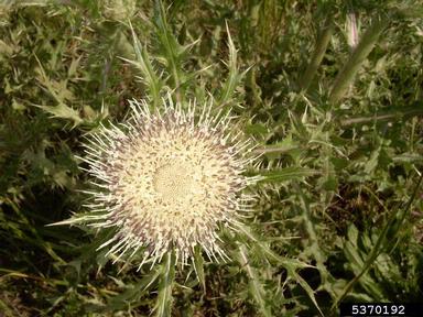 yellow thistle, Cirsium horridulum  (Asterales: Asteraceae) - 5370192
