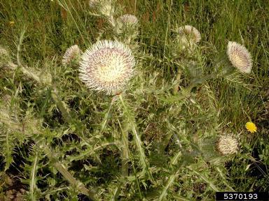 yellow thistle, Cirsium horridulum  (Asterales: Asteraceae) - 5370193