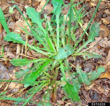 hairy cat's ear, Hypochaeris radicata  (Asterales: Asteraceae) - 5370225