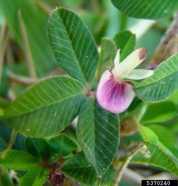 common lespedeza, Kummerowia striata  (Fabales: Fabaceae (Leguminosae)) - 5370240