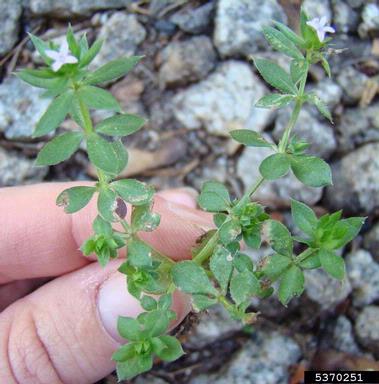 field madder, Sherardia arvensis  (Rubiales: Rubiaceae) - 5370251
