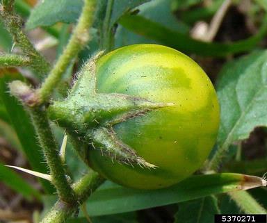 horsenettle, Solanum carolinense  (Solanales: Solanaceae) - 5370271
