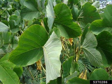 kudzu, Pueraria montana var. lobata (Fabales: Fabaceae (Leguminosae)) - 5370286