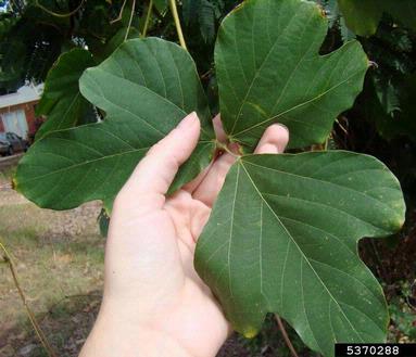 kudzu, Pueraria montana var. lobata (Fabales: Fabaceae (Leguminosae)) - 5370288